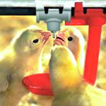 Mixrite - Tavukçuluk ve Kümes hayvanları - Livestock